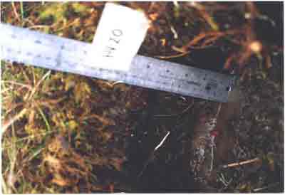 soil photo