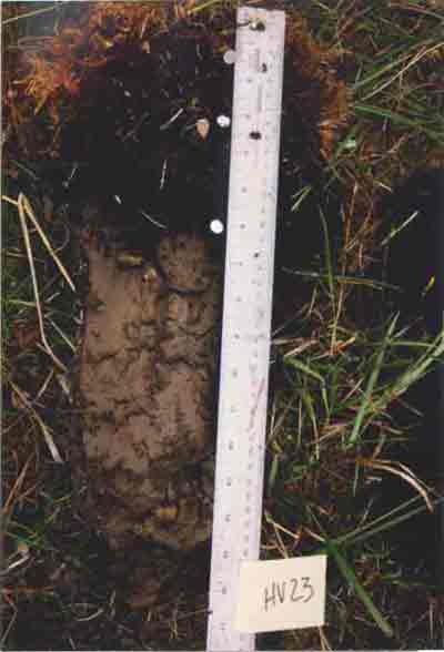 soil photo