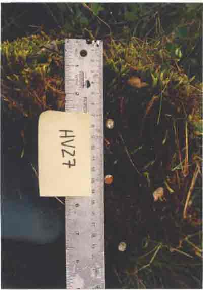 soil photo