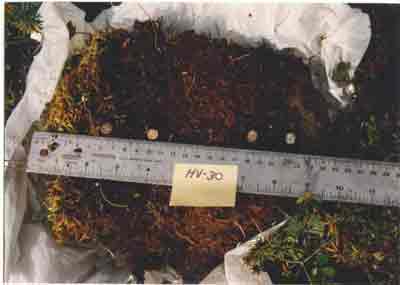 soil photo