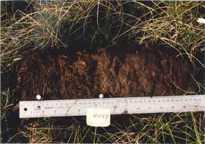 soil photo