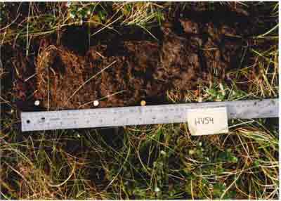 soil photo