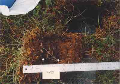 soil photo