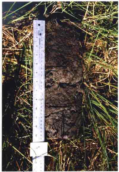 soil photo