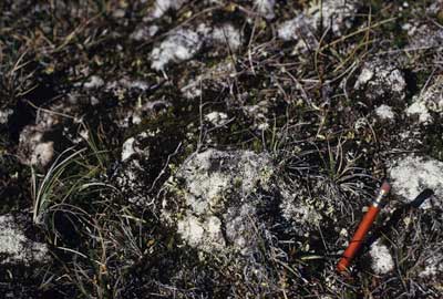 Photo C. Close up of the <em>Ochrolechia frigida</em> subtype. Note the abundant cover of the lichens white crustose lichen <em>Ochrolechia inequatula</em> that cover hummocks of the moss <em>Dicranum elongatum</em>. Walker slide 74-44-16. D.A. Walker.