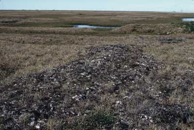 Photo B. <em>Luzula confusa</em>-<em>Poa arctica</em> subtype <em>Ochrolechia frigida</em> on rims of low centered polygons. Walker slide 74-44-17. D.A. Walker.