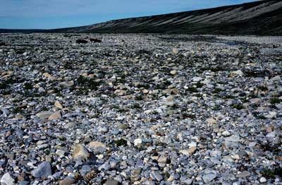 Photo B. <em>Epilobium latifolium</em> colonizing barren river alluvium, Arctic National Wildlife Refuge, Subzone E, Alaska. Walker slide 81-20-22. D.A. Walker.