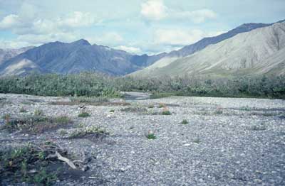 Photo C. <em>Epilobium latifolium</em> colonizing barren river alluvium, Brooks Range, Subzone E, Alaska. Walker slide 82-12-12. D.A. Walker.