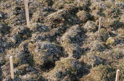 Photo B. Detail showing lichen-covered hummocks of <em>Dryas integrifolia</em>-<em>Carex rupestris</em> community. Walker slide 74-12-9. D.A. Walker.
