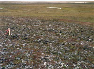 Photo C. <em>Dryas integrifolia</em>-<em>Carex rupestris</em>-<em>Lecanora epibryon</em> community on pingo at Prudhoe Bay, Alaska. Walker (1985), Fig. 8. D.A. Walker.