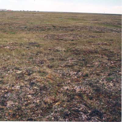 Photo A. <em>Dryas integrifolia</em>-<em>Ochrolechia frigida</em> community at Barter Island, AK. Elias et al., 1996, Fig. 6c. D.A. Walker.