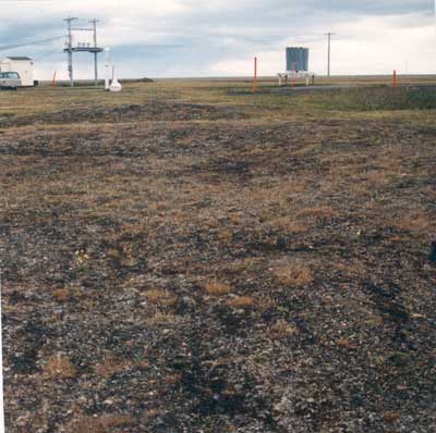 Photo A. <em>Luzula confusa</em>-<em>Sphaerophorus globosus</em> on gravelly marine terrace at Barrow, AK. Elias et al. 1996, Fig. 7a. D.A. Walker.