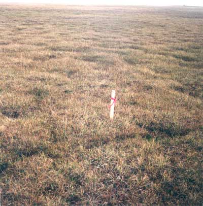 Photo A. Community type <em>Carex aquatilis</em>-<em>Saxifrage cernua</em> in a moist meadow near the NOAA Barrow Observatory. Elias et al. 1996, Fig. 8a. D.A. Walker.