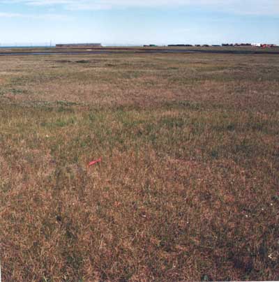 Photo A. <em>Carex aquatilis</em>-<em>Dryas integrifolia</em> community, on flat-centered polygon with loess soils at Barter Island, AK. Elias et al. (1996), Fig. 8c. D.A. Walker.