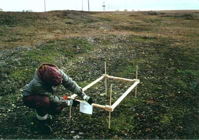 Photo A. <em>Salix rotundifolia</em>-<em>Luzula arctica</em> community in a shallow snowbed at Barrow, AK. Elias et al. 1996, Fig. A-23, upper photo. D.A. Walker.