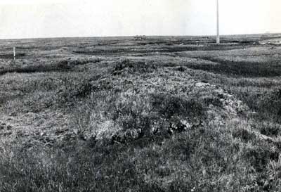 Photo A. Mesic <em>Luzula confusa</em>-<em>Poa arctica</em> community on a high-centered polygon at the Barrow IBP study site. This community was described as Nodum I (dry <em>Luzula confusa</em> heath) in Webber (1978). Webber et al. 1978, Fig. 4. D.A. Walker.