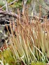 Cladonia gracilis    , cup lichen