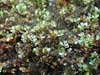Cinclidium subrotundum    , cinclidium moss