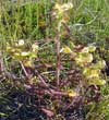 Pedicularis labradorica    , Labrador lousewort
