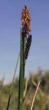Carex aquatilis    , water sedge