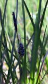 Carex bigelowii    , Bigelow's sedge