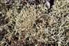 Cladonia uncialis    , cup lichen