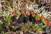 Peltigera spuria sorediata    , felt lichen