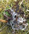 Masonhalea richardsonii    , Richardson's masonhalea lichen