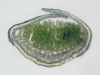Polytrichum hyperboreum    , polytrichum moss