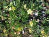Potentilla biflora    , twoflower cinquefoil