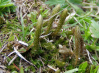 Selaginella selaginoides    , club spikemoss