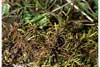 Thuidium abietinum    , abietinella moss