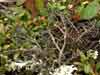 Alectoria nigricans    , witches hair lichen