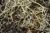 Alectoria ochroleuca    , witches hair lichen