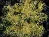 Alectoria ochroleuca    , witches hair lichen