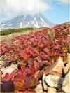 Arctous alpina    , alpine bearberry
