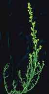 Artemisia arctica    , boreal sagebrush