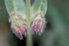 Arnica angustifolia    , narrowleaf arnica