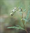 Artemisia tilesii ssp. tilesii, Tilesius' wormwood