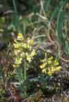 Astragalus umbellatus    , tundra milkvetch