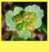 Chrysosplenium tetrandrum    , northern golden saxifrage