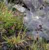 Carex atrofusca    , darkbrown sedge