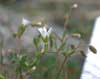 Cerastium beeringianum    , Bering chickweed