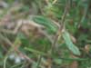 Cerastium beeringianum    , Bering chickweed
