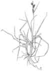 Carex membranacea    , fragile sedge