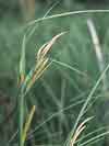 Carex spp.  , sedge
