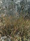 Carex glacialis    , glacial sedge
