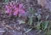 Chamerion latifolium    , dwarf fireweed