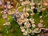 Cladonia verticillata    , cup lichen