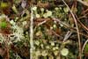 Cladonia chlorophaea    , cup lichen